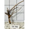 Spiderwood 786