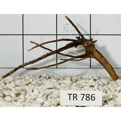 Spiderwood 786