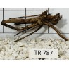Spiderwood 787