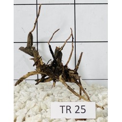 Spiderwood 25