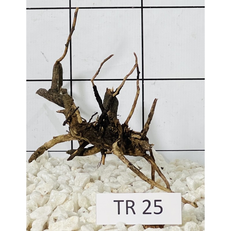 Spiderwood 25
