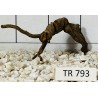 Spiderwood 793