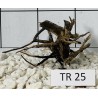 Spiderwood 25
