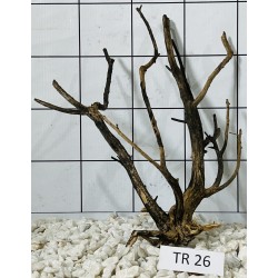 Spiderwood 26