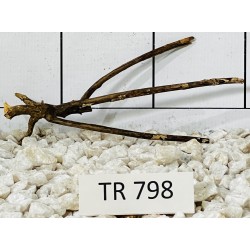 Spiderwood 798