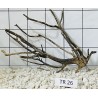 Spiderwood 26