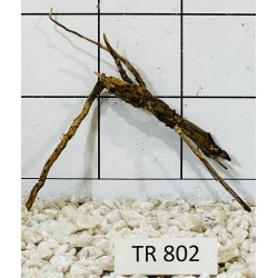 Spiderwood 802