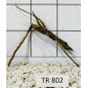 Spiderwood 802