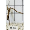 Spiderwood 802