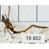 Spiderwood 802