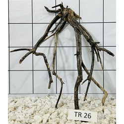 Spiderwood 26