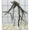 Spiderwood 26