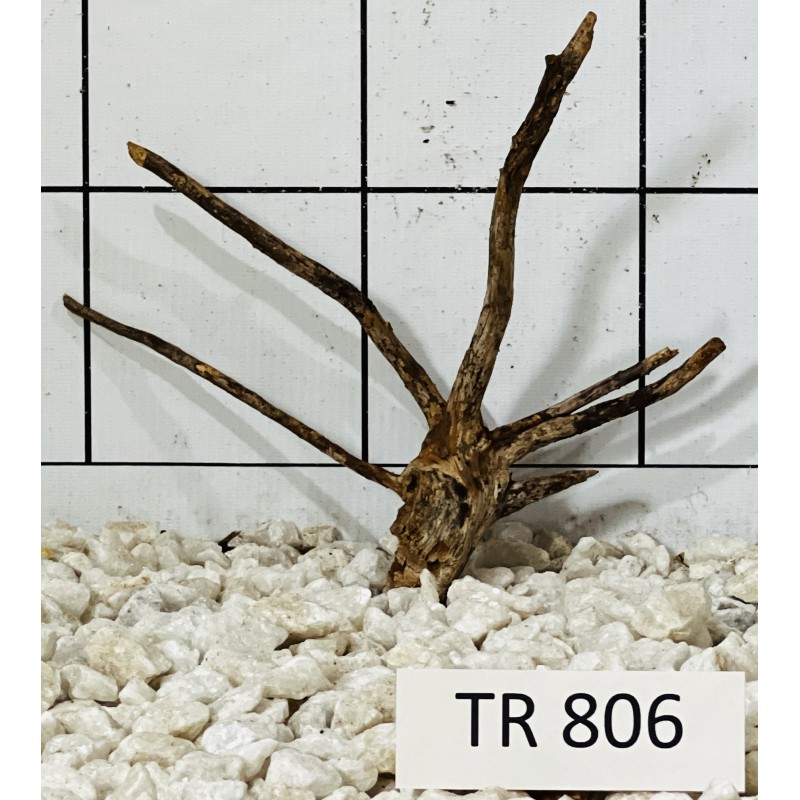 Spiderwood 806