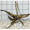 Spiderwood 27