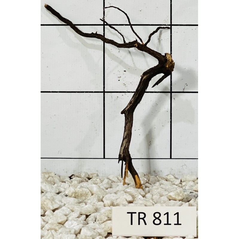 Spiderwood 811
