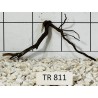 Spiderwood 811