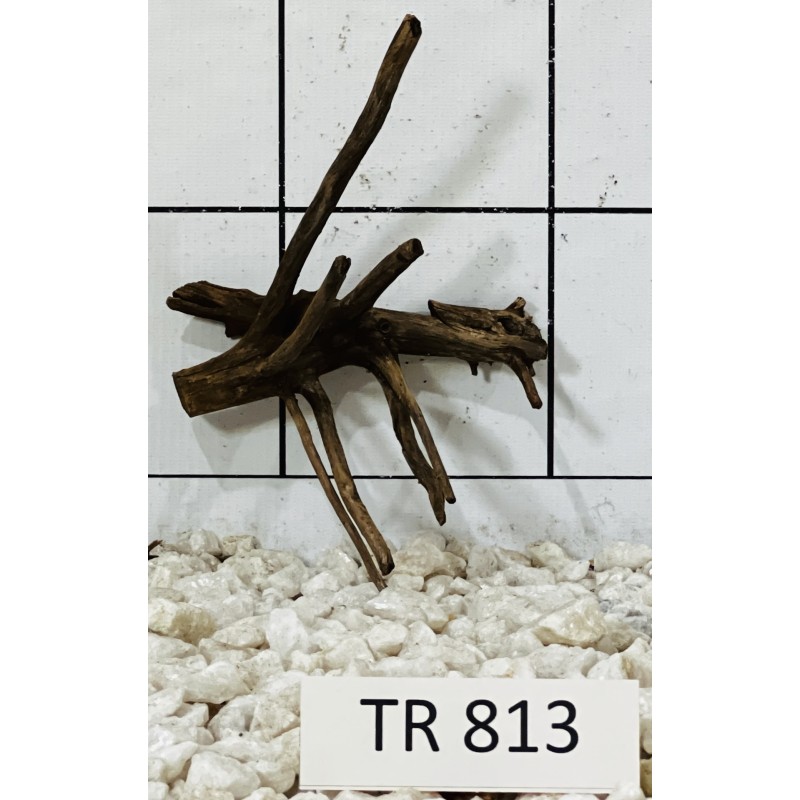 Spiderwood 813