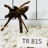 Spiderwood 815