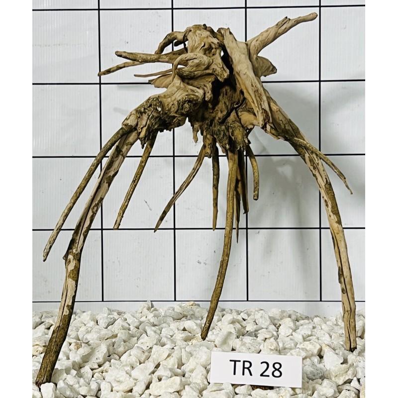 Spiderwood 28