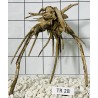 Spiderwood 28