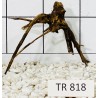 Spiderwood 818