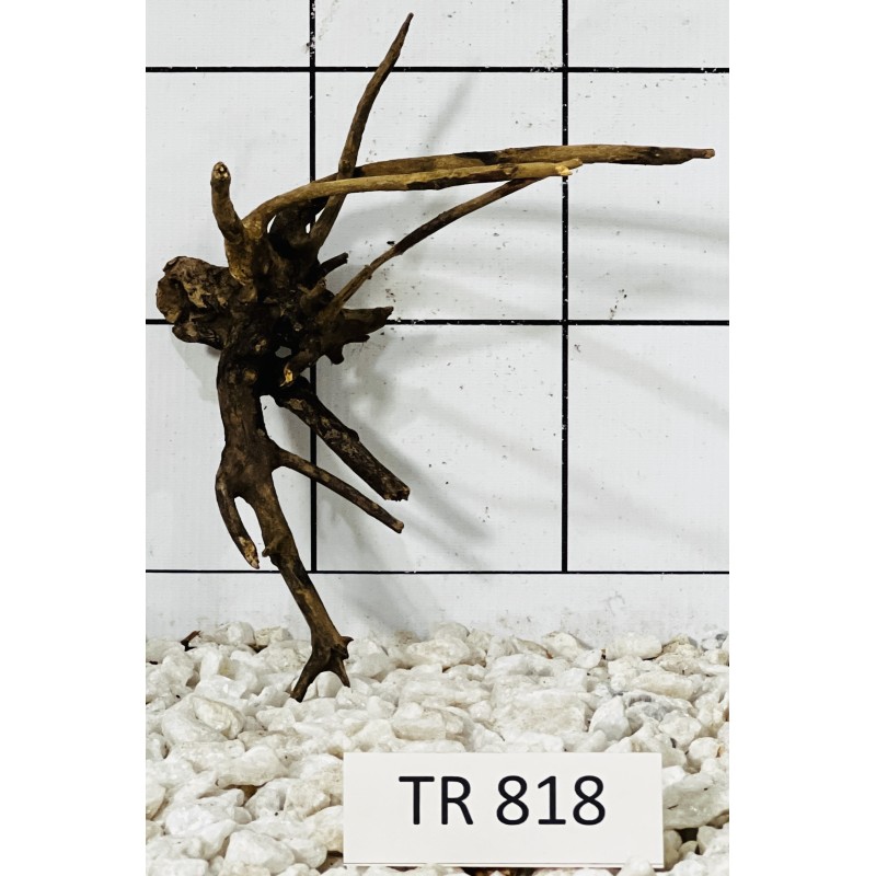 Spiderwood 818