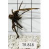 Spiderwood 818