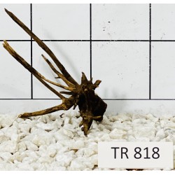 Spiderwood 818