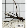 Spiderwood 823
