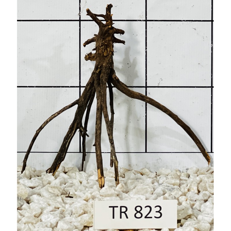 Spiderwood 823