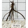 Spiderwood 823