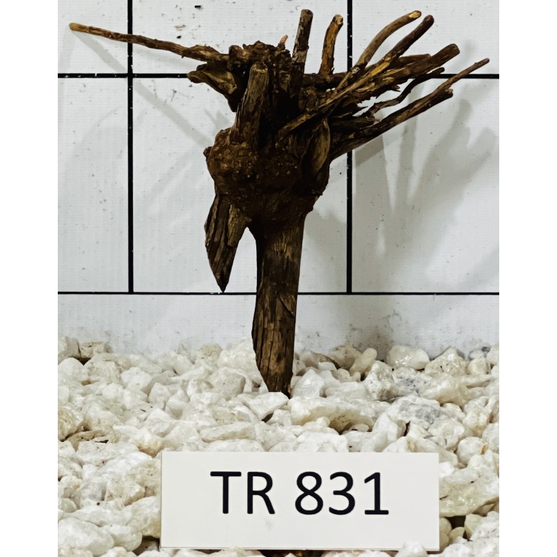 Spiderwood 831