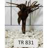 Spiderwood 831