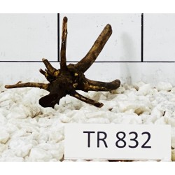 Spiderwood 832