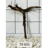 Spiderwood 835