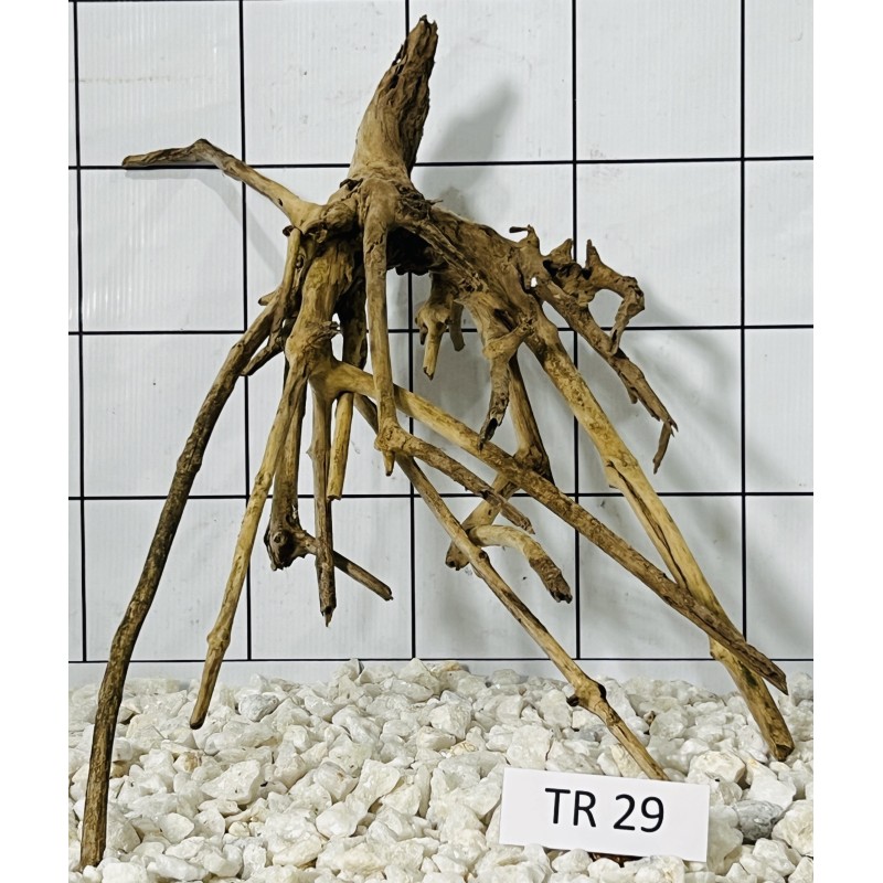 Spiderwood 29