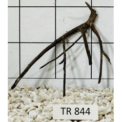 Spiderwood 844