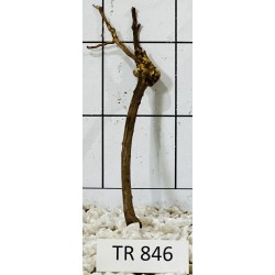 Spiderwood 846