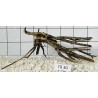 Spiderwood 30