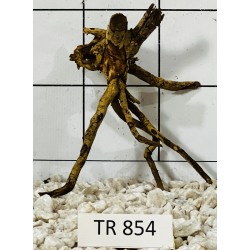 Spiderwood 854