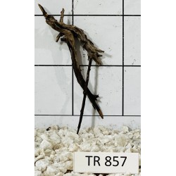 Spiderwood 857