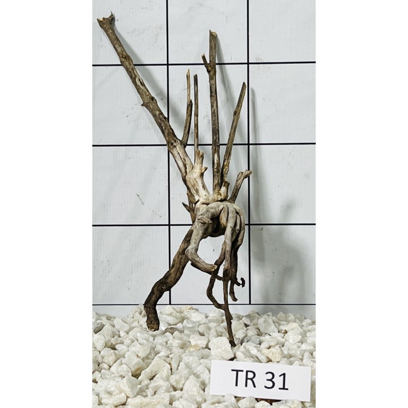 Spiderwood 31
