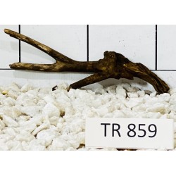 Spiderwood 859