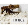 Spiderwood 862