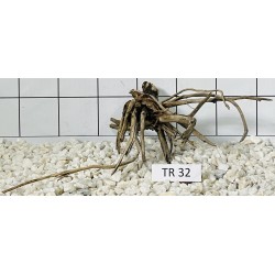 Spiderwood 32