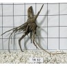 Spiderwood 32