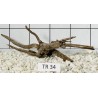 Spiderwood 34