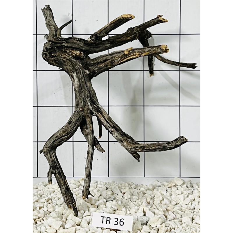 Spiderwood 36
