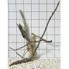 Spiderwood 37