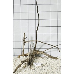 Spiderwood 37